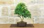 3 - Bonsai di Acero Tridente (33)