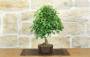 4 - Bonsai di Acero Tridente (33)