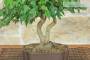 5 - Bonsai di Acero Tridente (33)