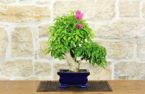 8 - Bonsai di Bougainvillea Spectabilis (134)