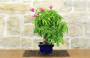 9 - Bonsai di Bougainvillea Spectabilis (134)