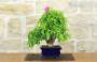10 - Bonsai di Bougainvillea Spectabilis (134)