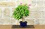 11 - Bonsai di Bougainvillea Spectabilis (134)