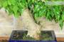 12 - Bonsai di Bougainvillea Spectabilis (134)