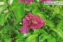 13 - Bonsai di Bougainvillea Spectabilis (134)