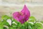 14 - Bonsai di Bougainvillea Spectabilis (134)