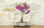1 - Bonsai di Cercis - Albero di Giuda (78)
