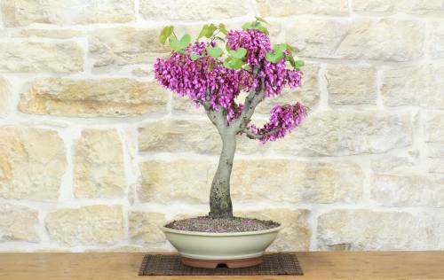 1 - Bonsai di Cercis - Albero di Giuda (78)