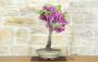 2 - Bonsai di Cercis - Albero di Giuda (78)