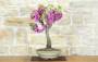 3 - Bonsai di Cercis - Albero di Giuda (78)