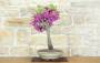 4 - Bonsai di Cercis - Albero di Giuda (78)