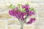 6 - Bonsai di Cercis - Albero di Giuda (78)