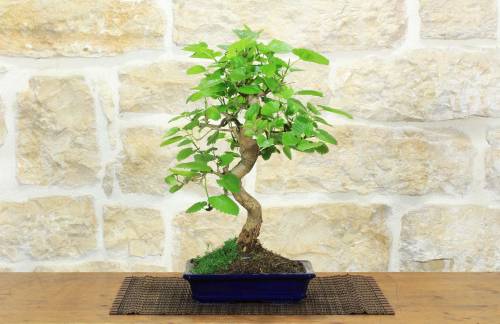 1 - Bonsai di Gelso (70)