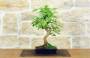 3 - Bonsai di Gelso (70)