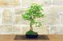 4 - Bonsai di Gelso (70)