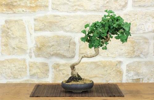 1 - Bonsai di Ginkgo Biloba (15)
