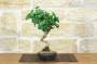2 - Bonsai di Ginkgo Biloba (15)