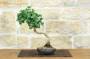 3 - Bonsai di Ginkgo Biloba (15)