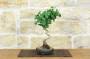 4 - Bonsai di Ginkgo Biloba (15)