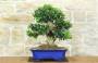 1 - Bonsai di Olivo (188)