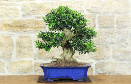 1 - Bonsai di Olivo (188)