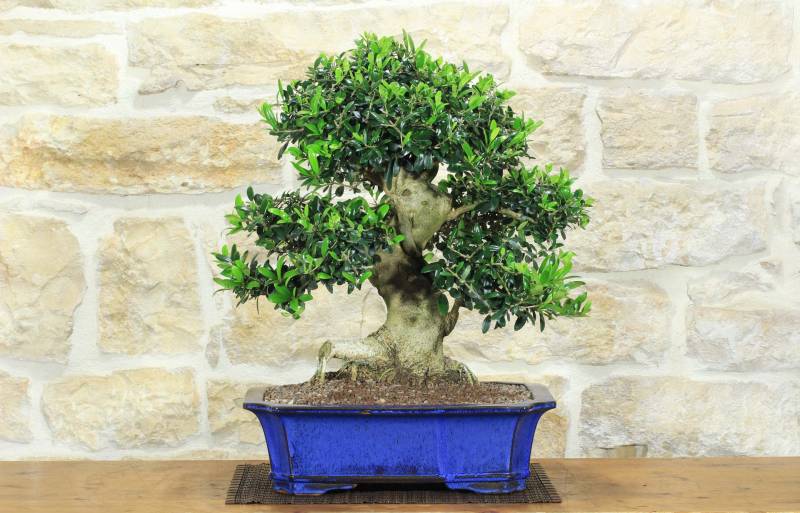 1 - Bonsai di Olivo (188)