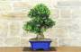 2 - Bonsai di Olivo (188)