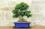 3 - Bonsai di Olivo (188)