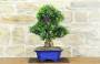 4 - Bonsai di Olivo (188)