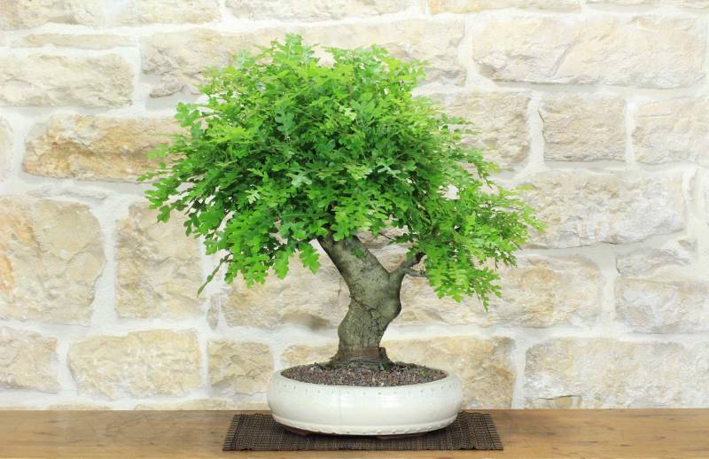 1 - Bonsai di Quercia Roverella (58)