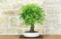 2 - Bonsai di Quercia Roverella (58)