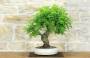 3 - Bonsai di Quercia Roverella (58)