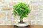 4 - Bonsai di Quercia Roverella (58)