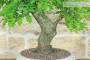5 - Bonsai di Quercia Roverella (58)