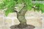 6 - Bonsai di Quercia Roverella (58)