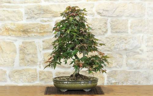 Bonsai di Acero Palmato Deshojo (85)