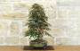 Bonsai di Acero Palmato Deshojo (85)-0