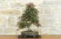 Bonsai di Acero Palmato Deshojo (85)-1