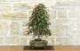 Bonsai di Acero Palmato Deshojo (85)-2