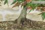 Bonsai di Acero Palmato Deshojo (85)-3