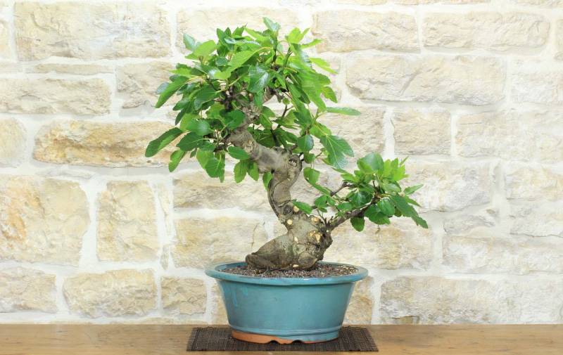 1 - Bonsai di Fico (89)
