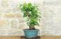 2 - Bonsai di Fico (89)