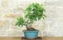 3 - Bonsai di Fico (89)