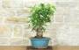 4 - Bonsai di Fico (89)