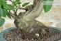 6 - Bonsai di Fico (89)
