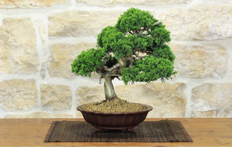 1 - Bonsai di Ginepro Itoigawa (134)