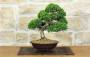 1 - Bonsai di Ginepro Itoigawa (134)