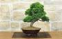 2 - Bonsai di Ginepro Itoigawa (134)