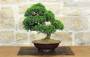 3 - Bonsai di Ginepro Itoigawa (134)