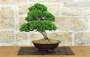 4 - Bonsai di Ginepro Itoigawa (134)